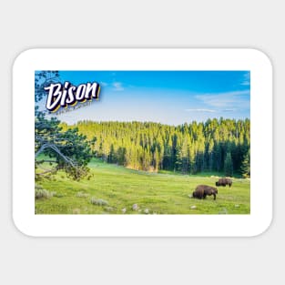 Bison at Yellowstone Sticker